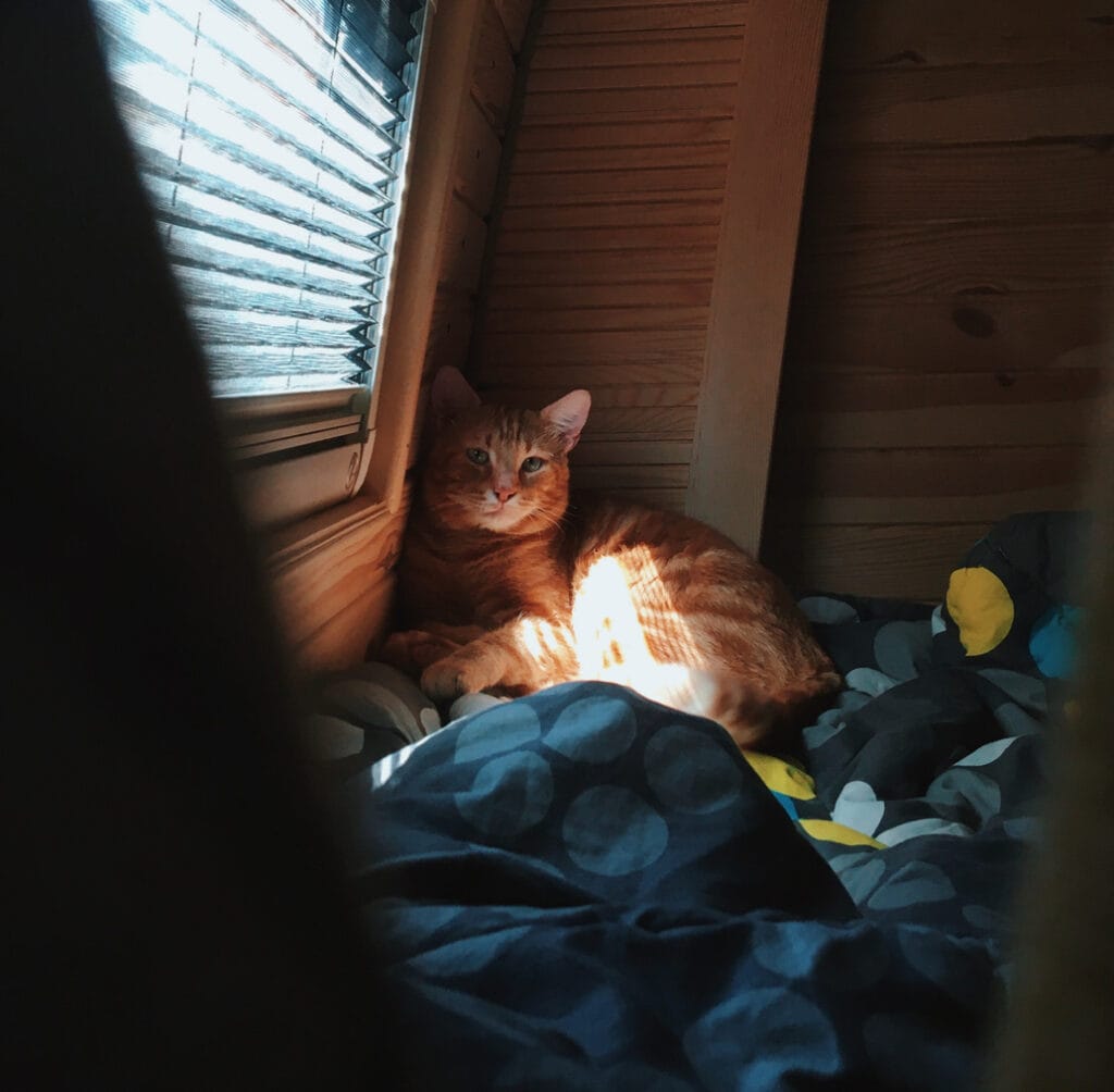 Cat In An RV