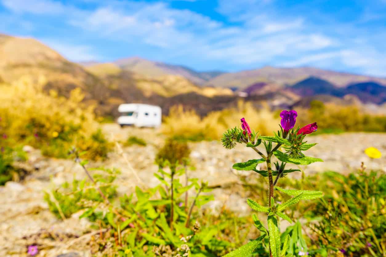 RV in a beautiful desert landscape with flowers