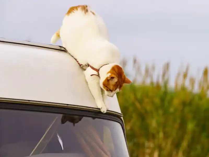 How to RV With A Cat: A Simple Guide to De-Stress the Experience
