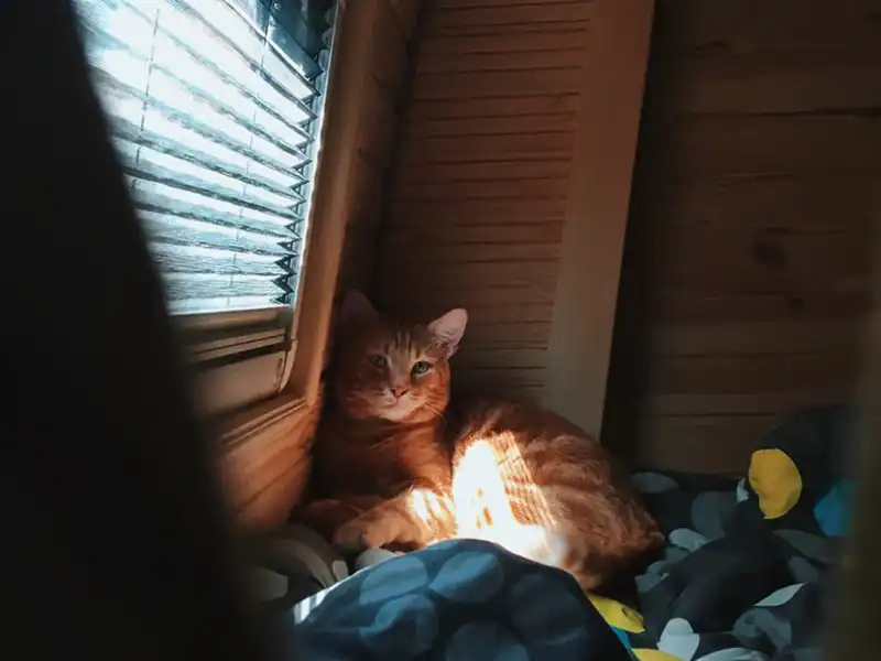 How to RV With A Cat: A Simple Guide to De-Stress the Experience