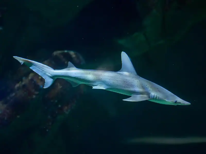 Sharks In The Gulf of Mexico- What You Need To Know