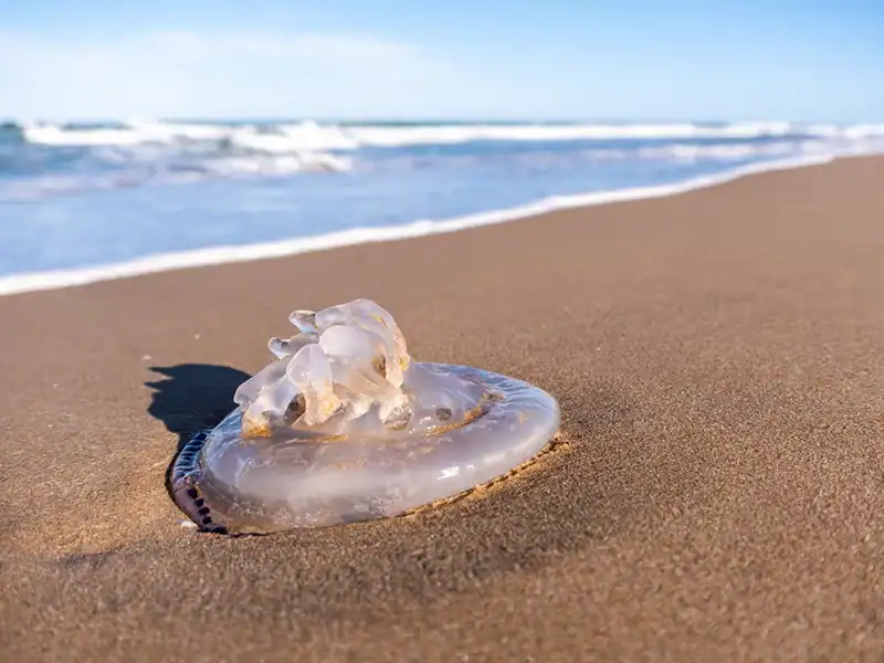 Navigating Corpus Christi Jellyfish Season- Guide For Beachgoers