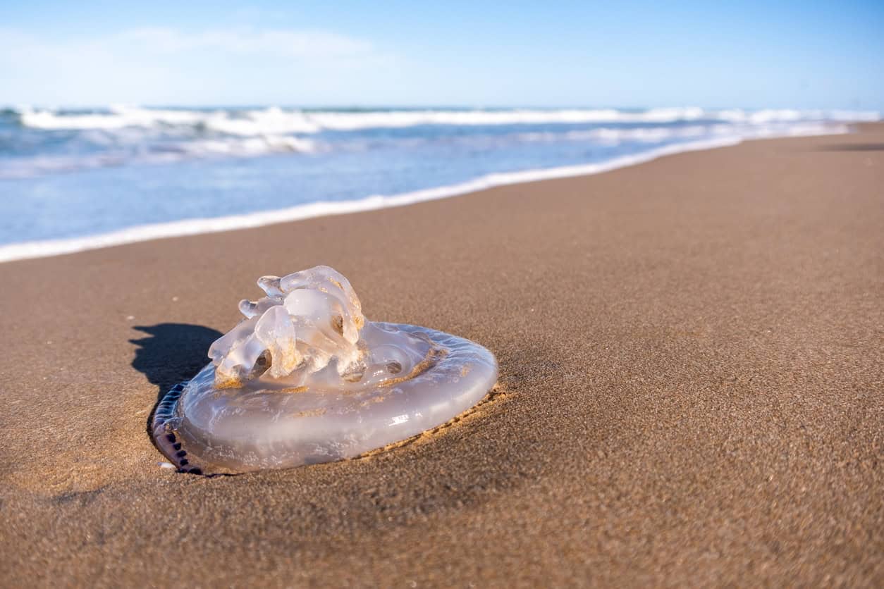 Jellyfish on the beach