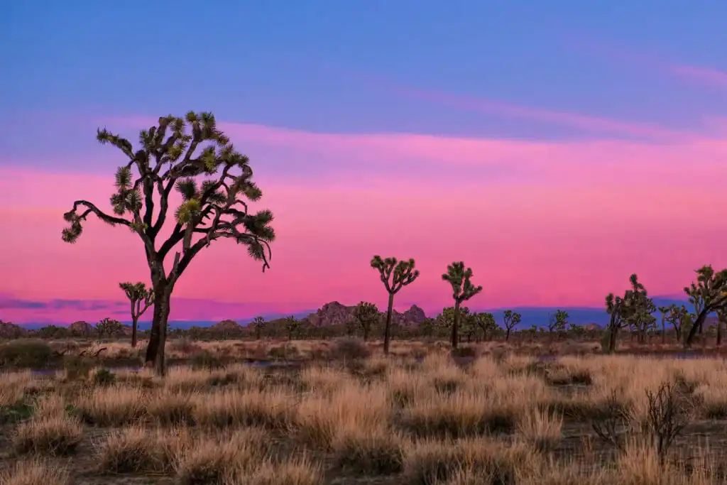Photo of Joshua Tree 